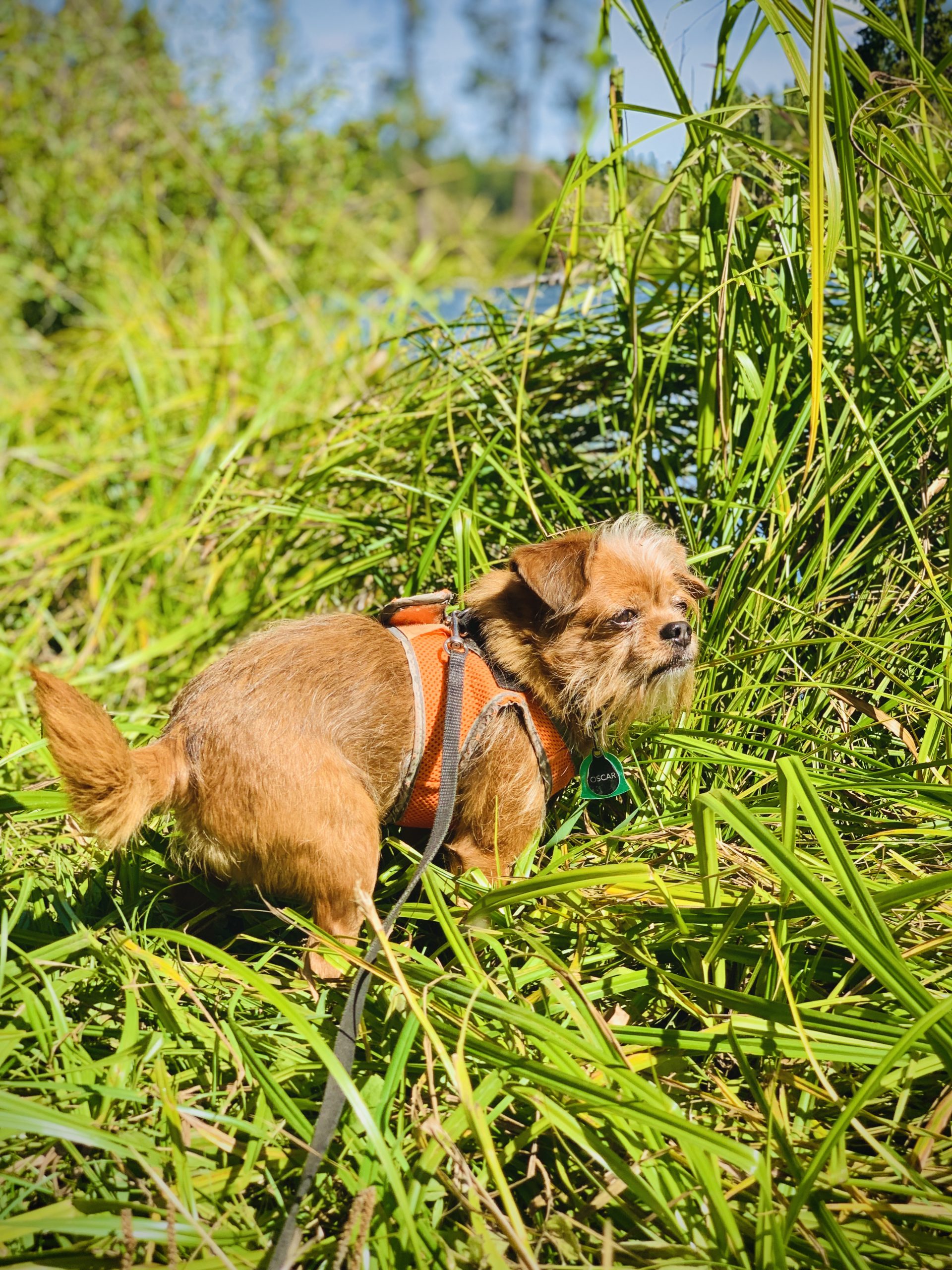 Oscar in tall grasses