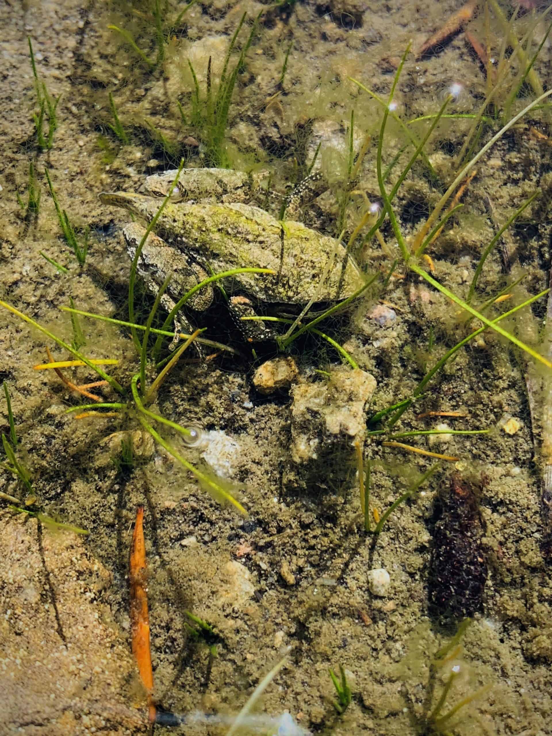 Tailed frog, Bench Lake
