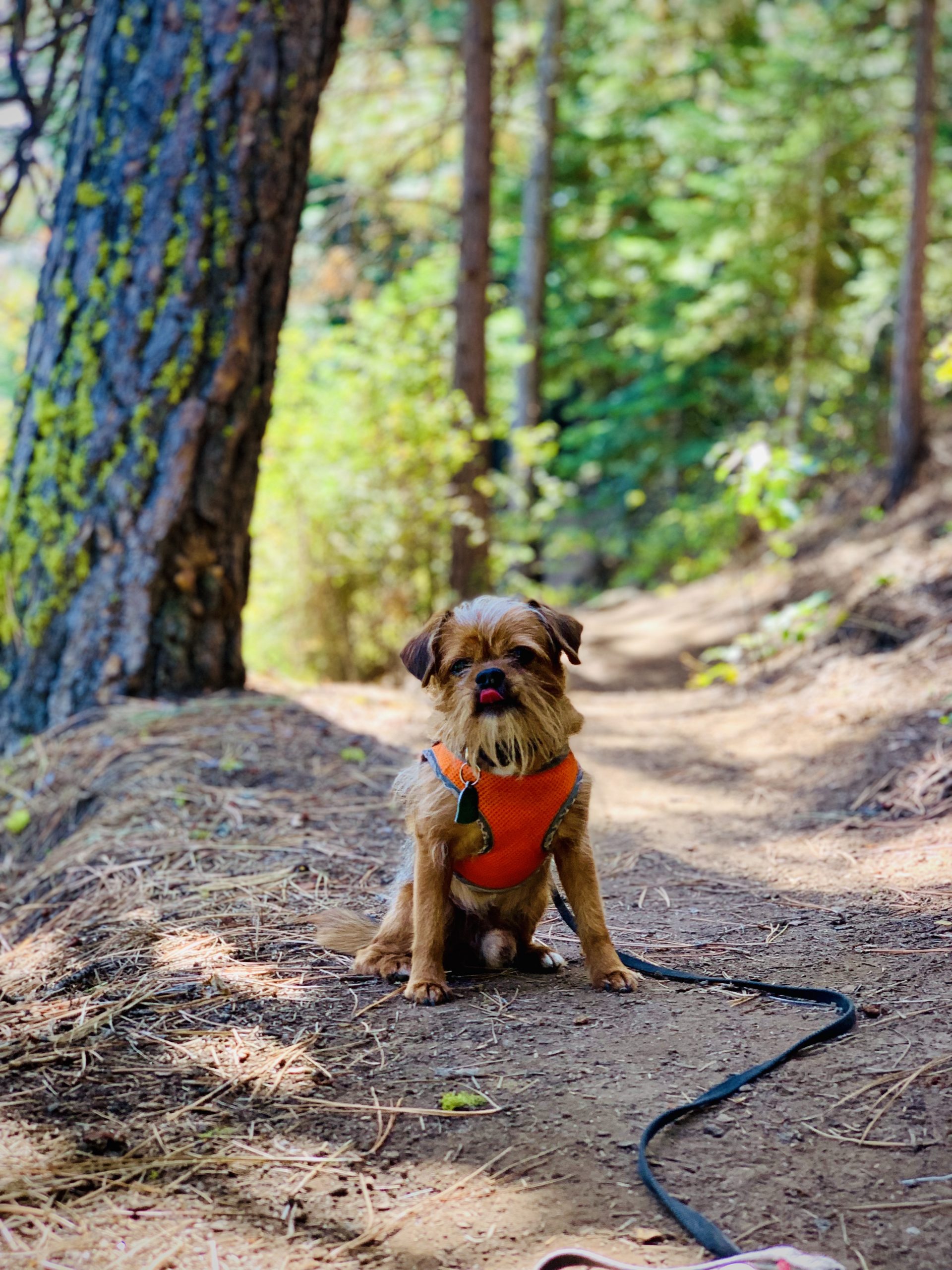 Oscar on the Trail